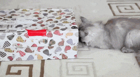 2024_0728_5c04208dg00shbloi02btd000ci006ym.gif
