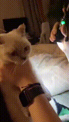 2024_0725_56edcb45g00sh661c00oxd0003s006om.gif