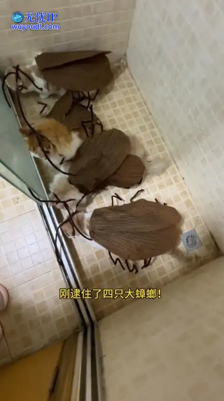图 (6).jpg