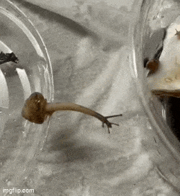 2024_0728_e5d59049g00shbloh02p3d00078007um.gif