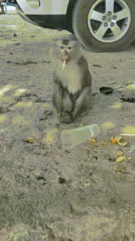 2024_0804_fd46e76fg00sholek03bpd0005h009qm.gif