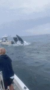 2024_0725_733207b7g00sh661c01j7d0004p008cm.gif