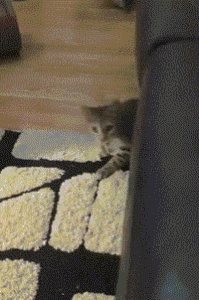2024_0729_49e759b3g00shdjd903npd0005j008cm.gif