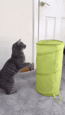 2024_0807_c4a65416g00shuduw01qnd0007800cum.gif