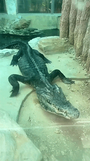 2024_0805_feba3133g00shqgsj02uid0008c00etm.gif