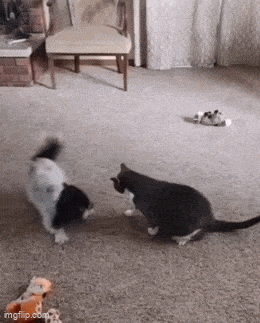 2024_0729_87670944g00shdjd902imd00078008zm.gif