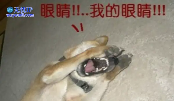 图个好回忆：闪瞎网友17年，造就无数热梗的“氪金狗眼”，竟是魔兽玩家杜撰的？